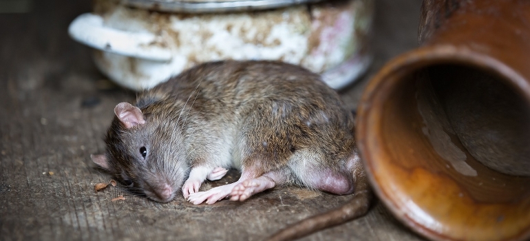 A rat sleaping