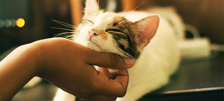 A person cuddling a cat