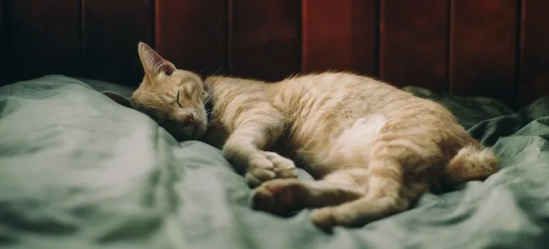 Sleeping cat.