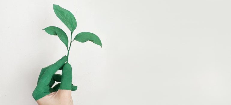Hand holding plant.