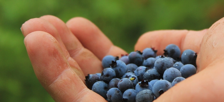 A hand holding blueberries