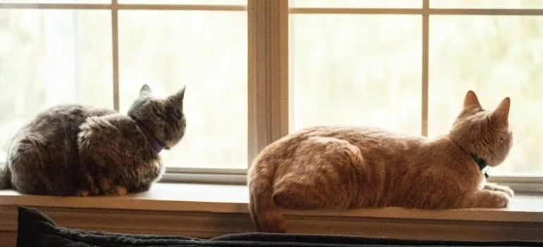 two cats looking out the window before moving abroad