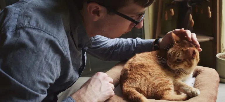 person petting an orange cat