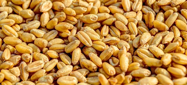 pile of wheat grains