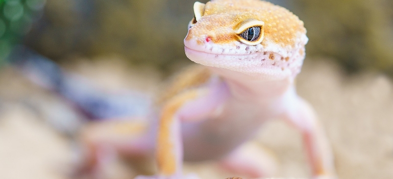 A yellow and white gecko closeup.