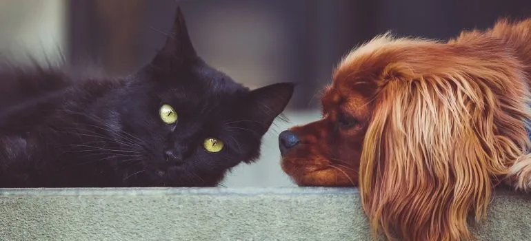 A black cat and a brown dog. 