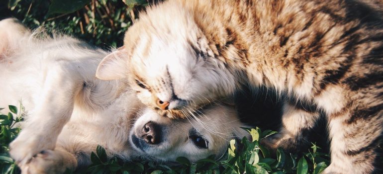 A cat and a dog.