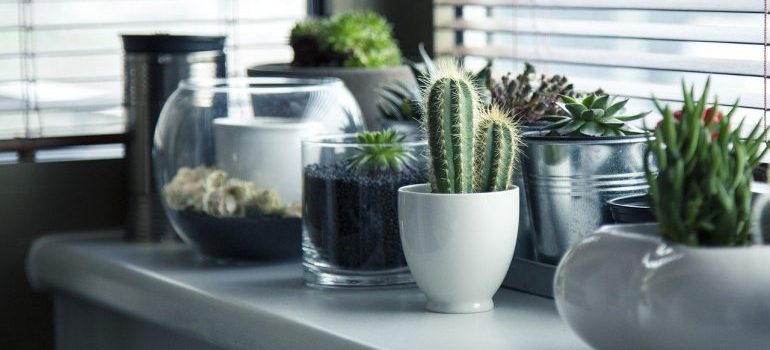 Different plants that you need to transport personally when moving.
