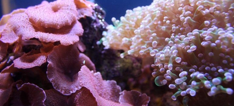 Corals to think about when moving your home aquarium.