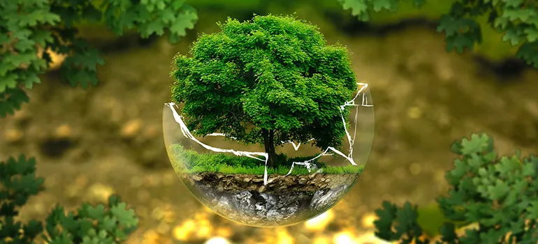 A tree in a glass bowl