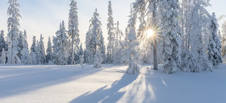 winter scenery