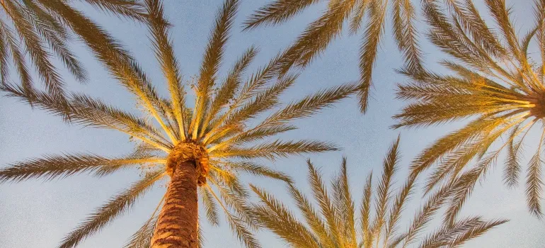 palm trees