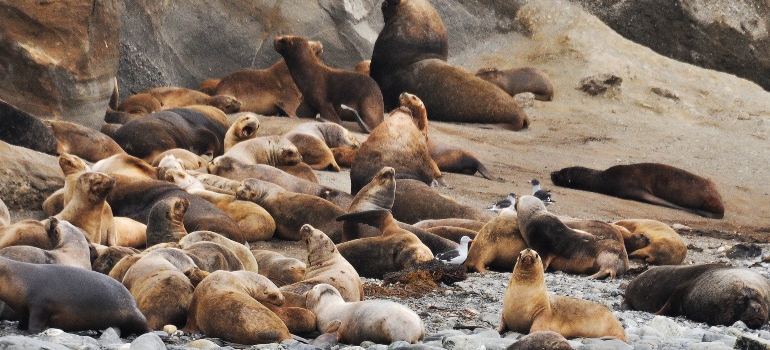 Sea lions that you will hear when living on Bainbridge Island WA